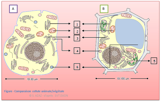 structure et composants cellulaire