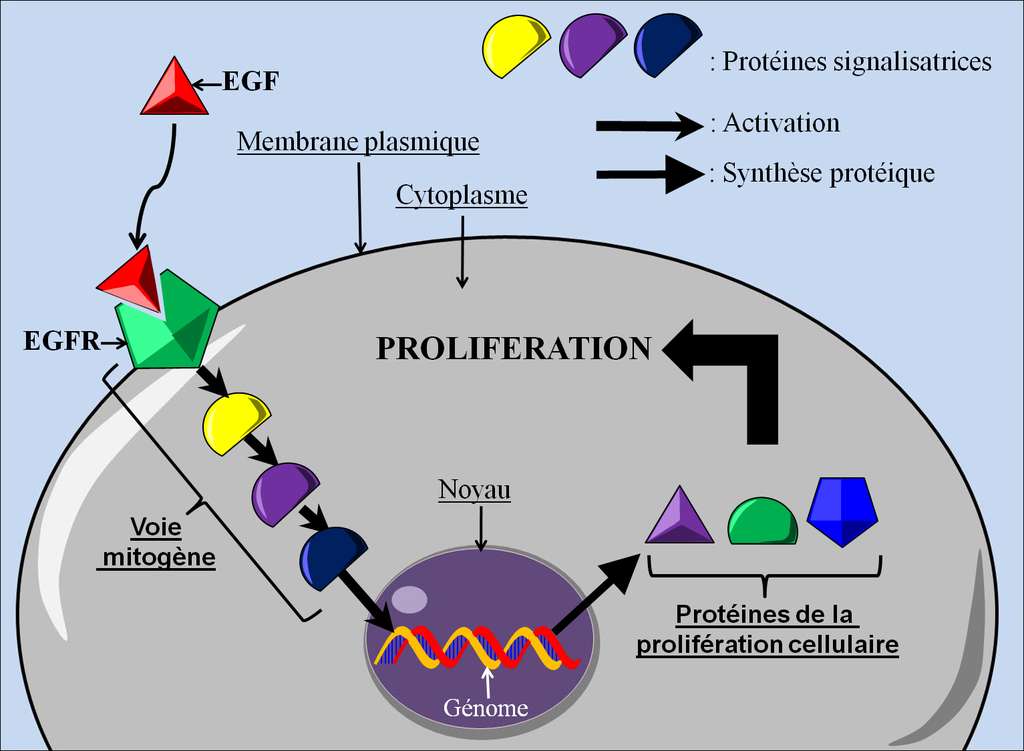 Exemple de voie de signalisation entraînant la prolifération des cellules cibles