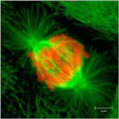 Marquage des chromosomes en rouge et des microtubules en vert