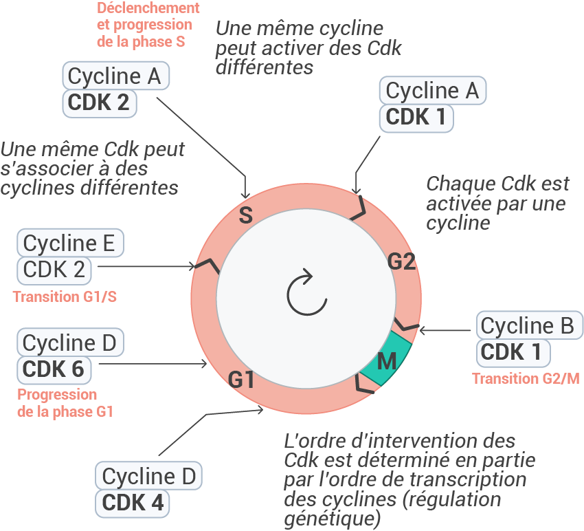 Contrôle du cycle par les couples Cyclines/CDK