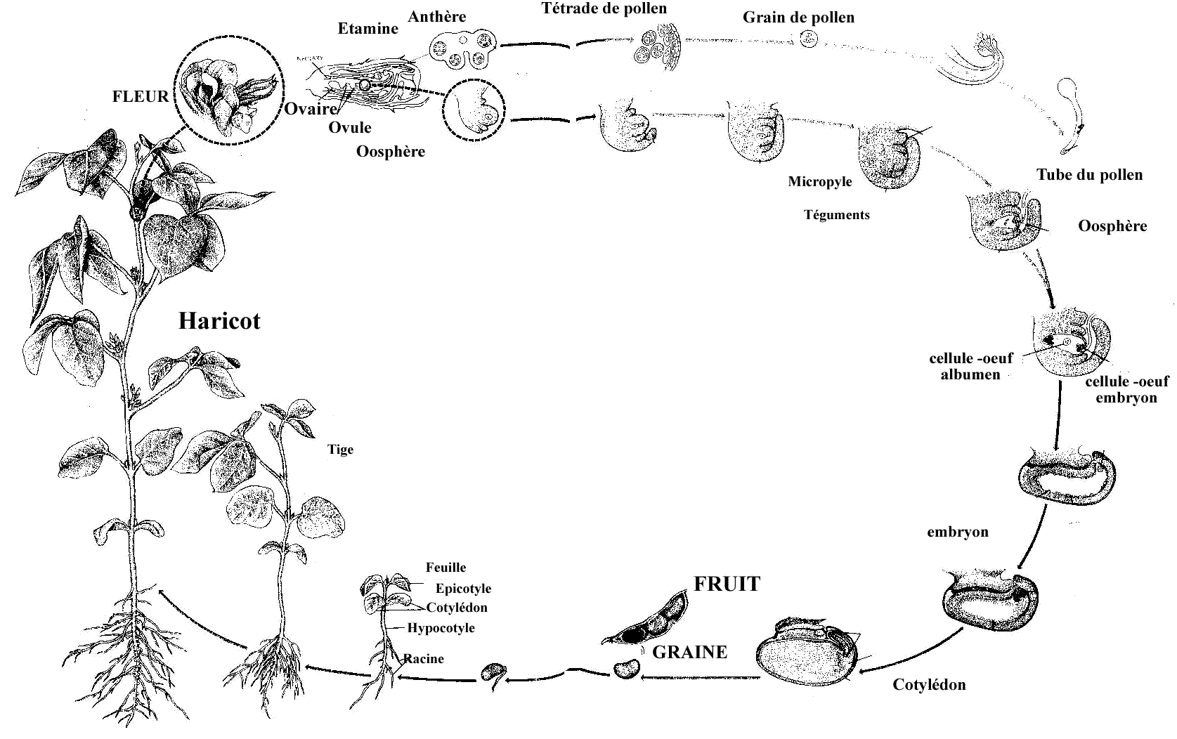 Cycle de vie du Haricot